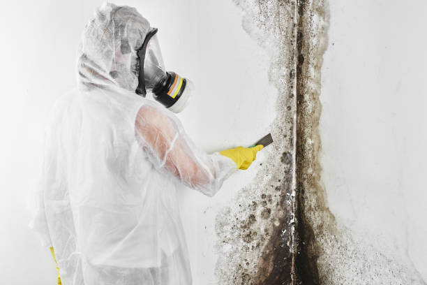 Best Emergency Mold Remediation in Harrisburg, NC
