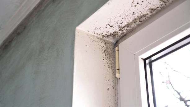 Best Post-Flood Mold Remediation in Harrisburg, NC